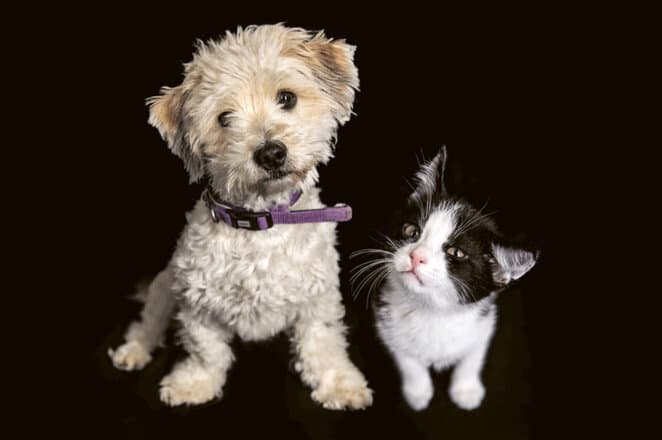 Hund und Katze sitzen vor dunklem Hintergrund nebeneinander.