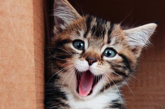 Nahaufnahme eines Katzenjungen.