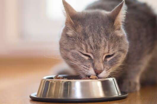Katze frisst aus einem silbernen Napf.