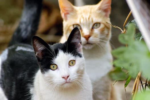 Zwei Katzen sitzen im Gebuesch.