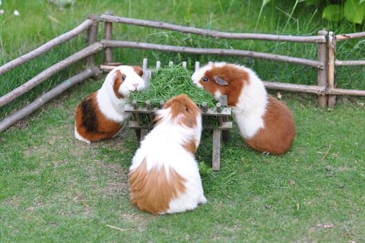 Drei Meerschweinchen fressen Gras in einem Aussengehege.