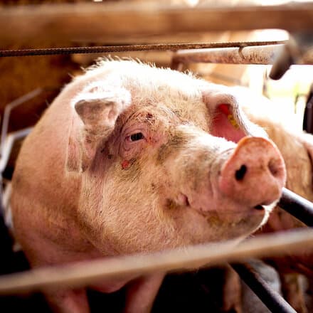 Schwein im Kastenstand schaut direkt in die Kamera.