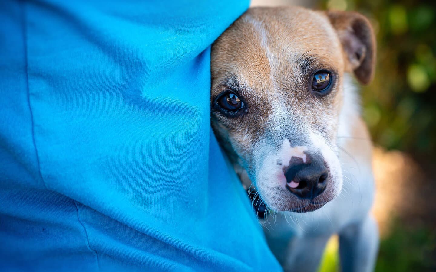 Kleiner Hund schmiegt sich aengstlich ganz eng an eine Person in blauem Shirt.