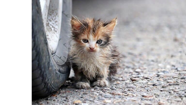 Kleine Strassenkatze sitzt neben einem Autoreifen.