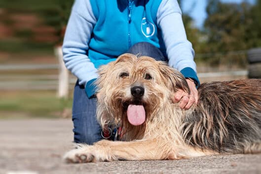 Hund liegt auf einem Weg und laesst sich streicheln.