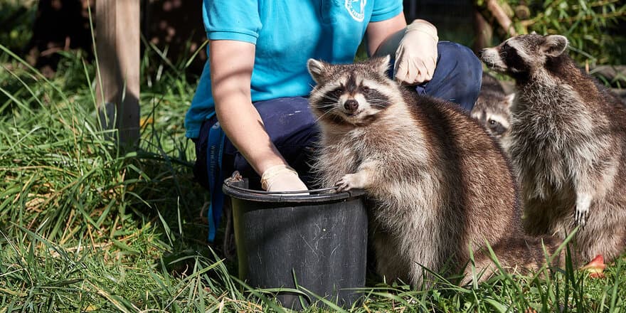 Tierpflegerin fuettert Waschbaeren im Tierschutzzentrum Weidefeld.